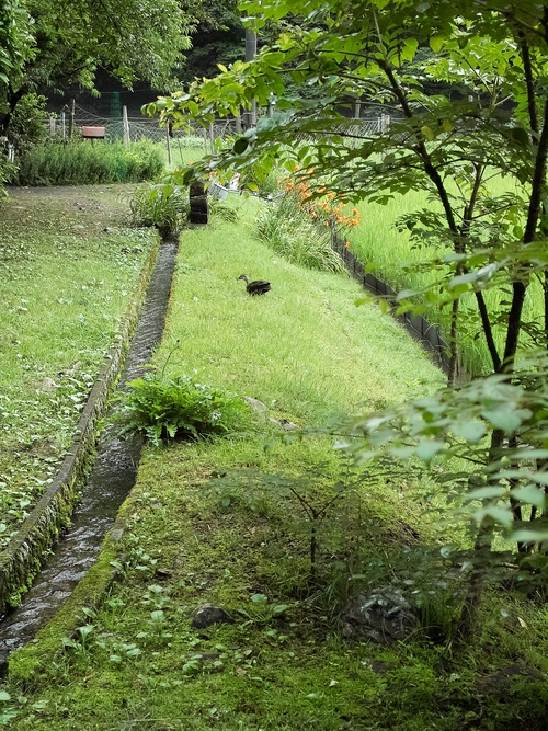 自由自足の飯米づくり・・・Wの草取りと草鳥り_d0005250_19444973.jpg