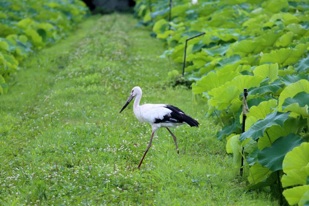 幸せを運ぶ鳥_e0403850_19565506.jpg