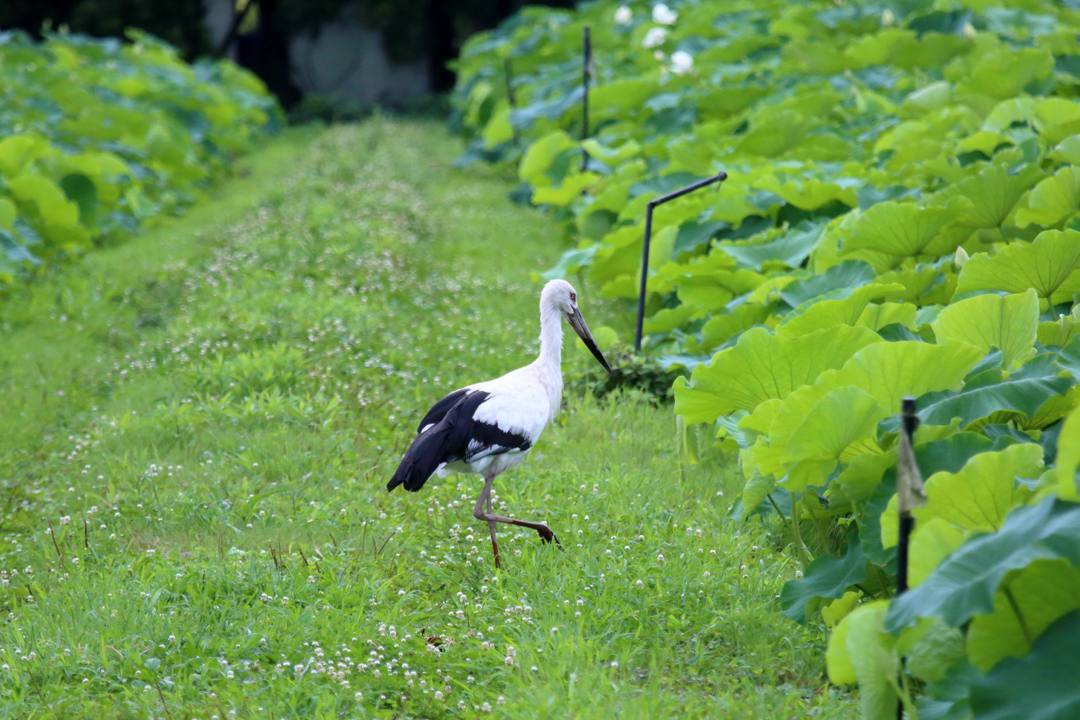 幸せを運ぶ鳥_e0403850_19565957.jpg
