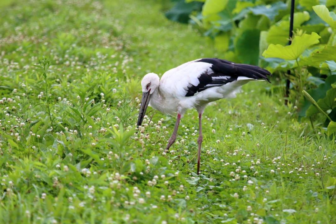 幸せを運ぶ鳥_e0403850_19571053.jpg