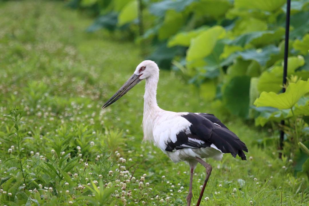 幸せを運ぶ鳥_e0403850_19571545.jpg