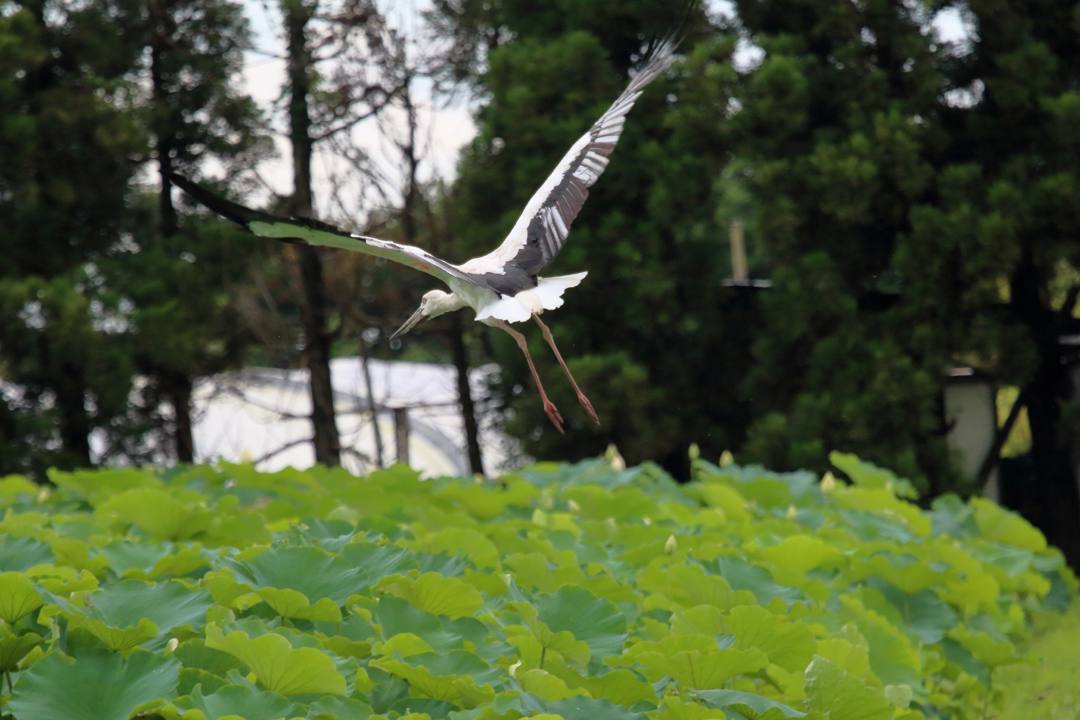 幸せを運ぶ鳥_e0403850_19572070.jpg