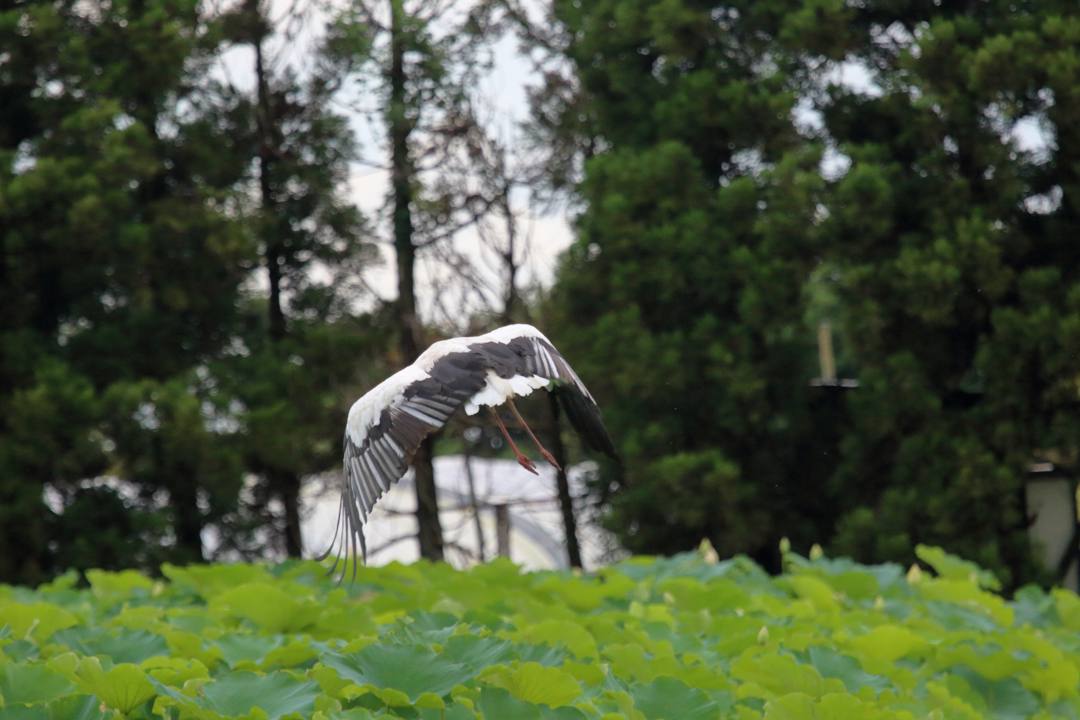幸せを運ぶ鳥_e0403850_19572501.jpg