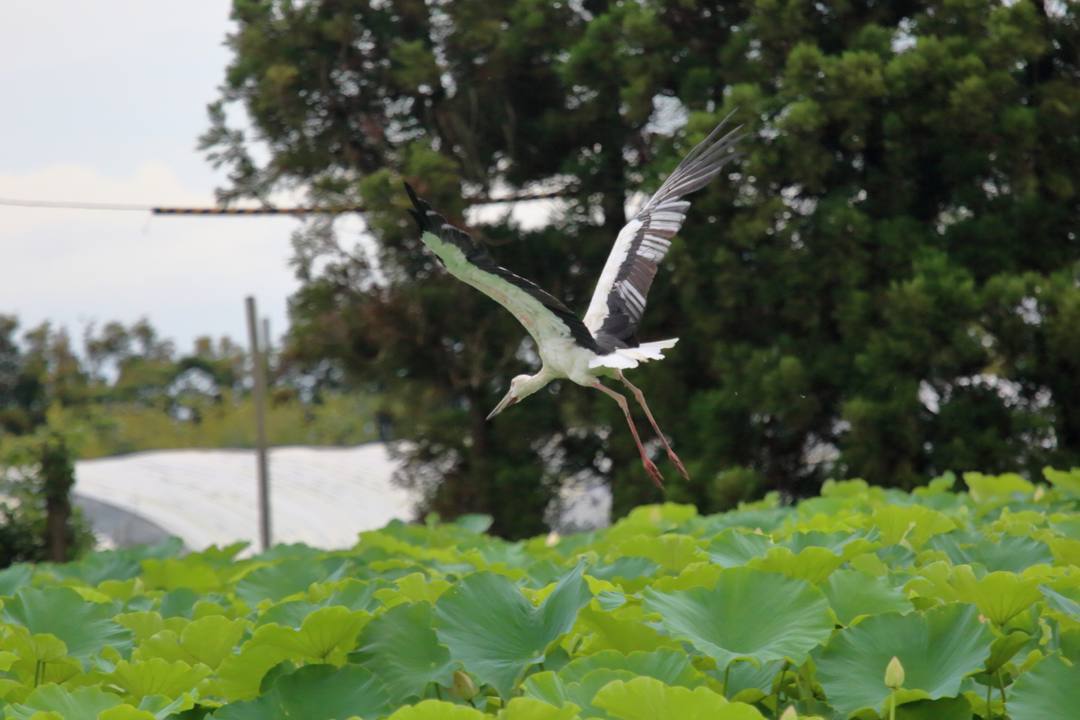 幸せを運ぶ鳥_e0403850_19573065.jpg