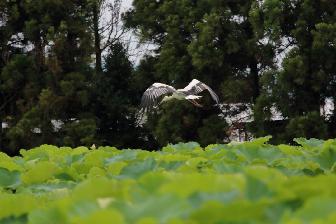 幸せを運ぶ鳥_e0403850_19574071.jpg