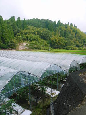 甘熟いちじく 先行予約の受付をスタートしました!令和2年度は8月11日より発送開始です!_a0254656_17335348.jpg