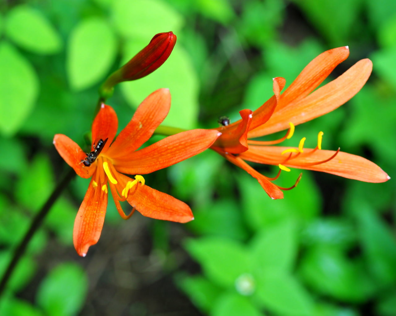 少林山境内で撮れた花や虫_c0305565_17384389.jpg
