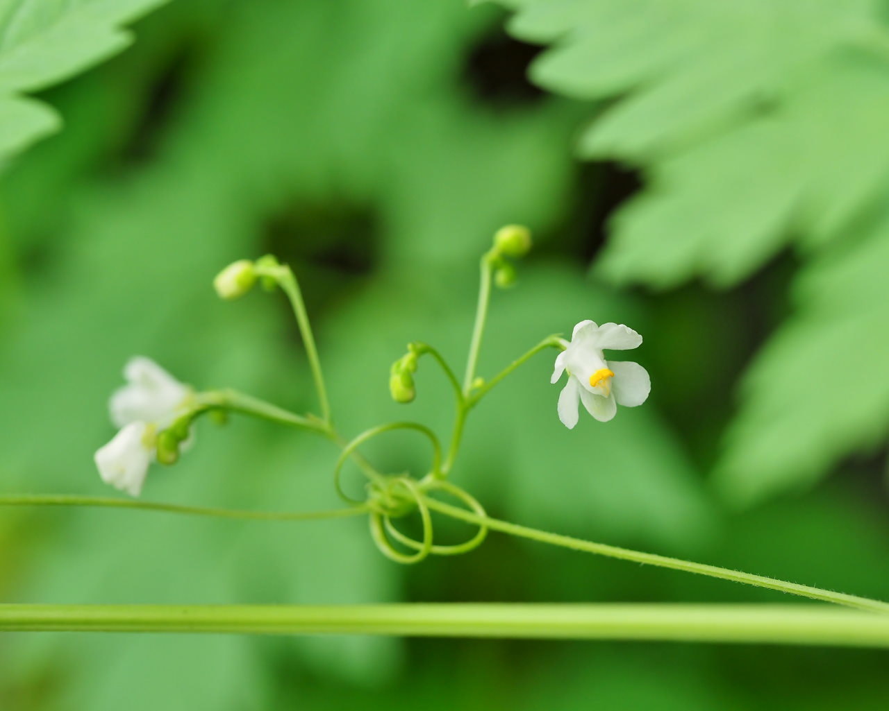 少林山境内で撮れた花や虫_c0305565_17414117.jpg
