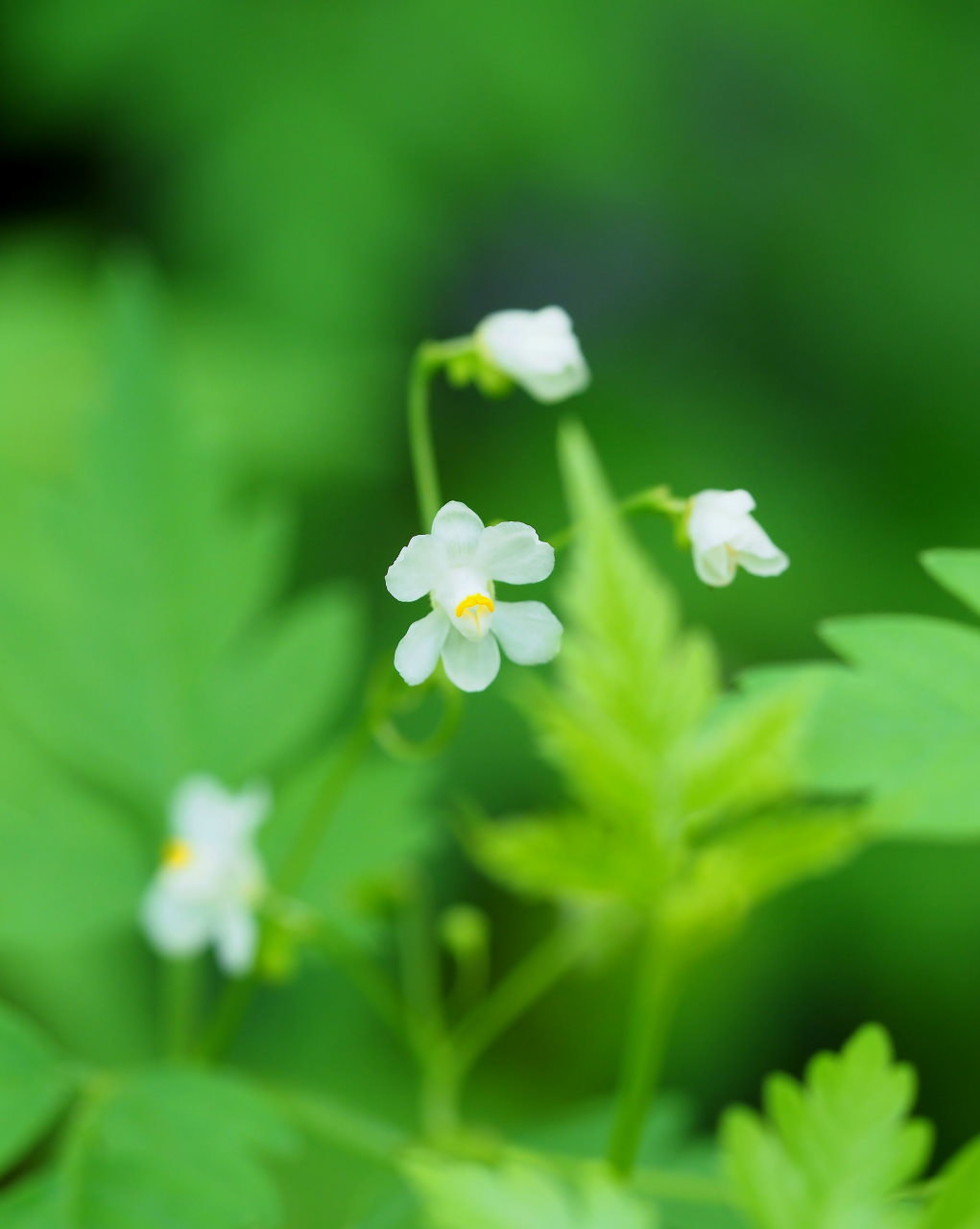 少林山境内で撮れた花や虫_c0305565_17420157.jpg