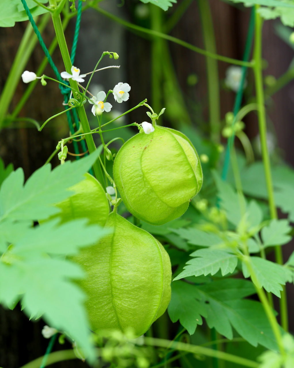 少林山境内で撮れた花や虫_c0305565_17422029.jpg
