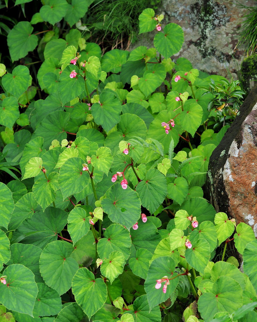 少林山境内で撮れた花や虫_c0305565_17425076.jpg