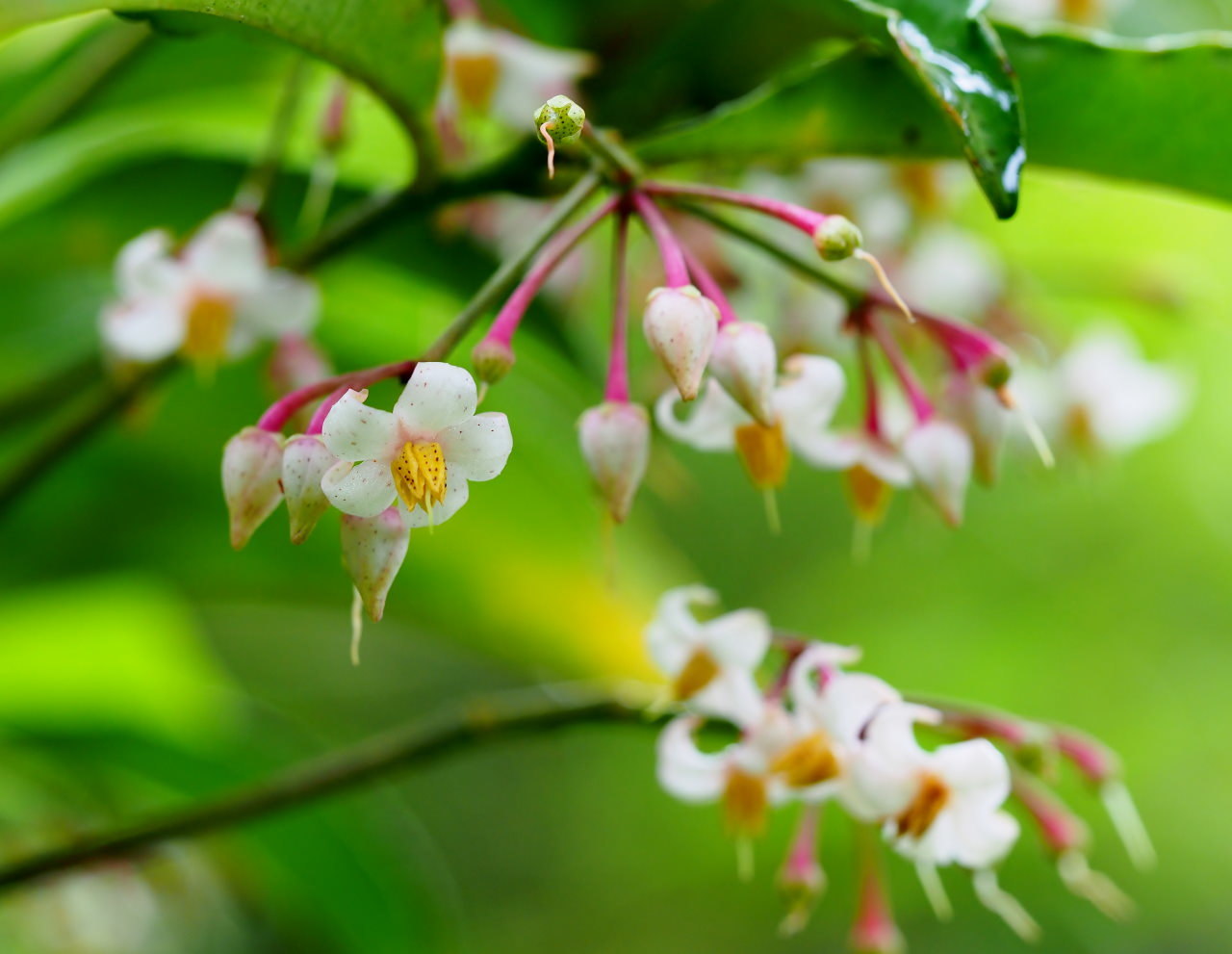 少林山境内で撮れた花や虫_c0305565_17434152.jpg