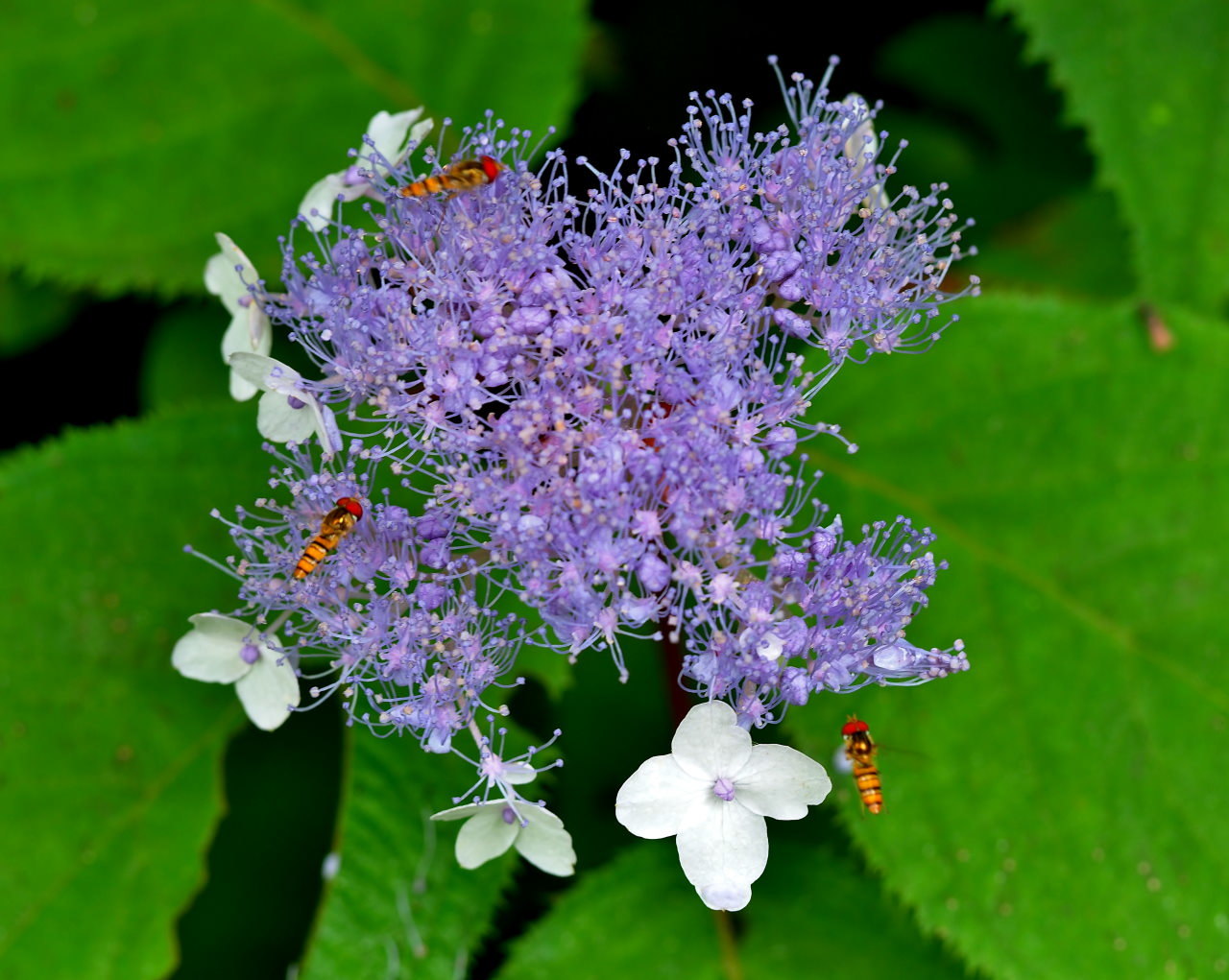 少林山境内で撮れた花や虫_c0305565_17441731.jpg