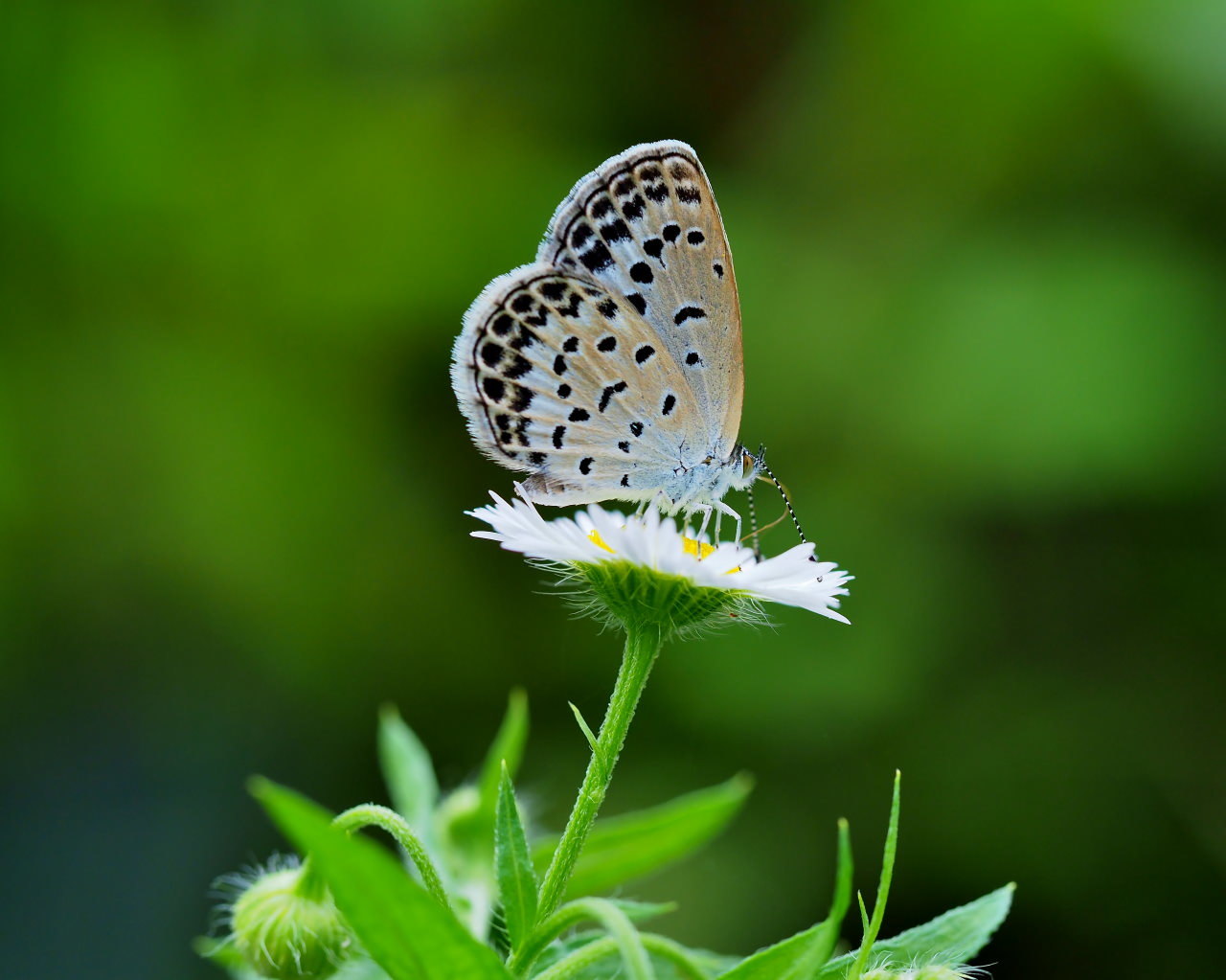 少林山境内で撮れた花や虫_c0305565_17452429.jpg