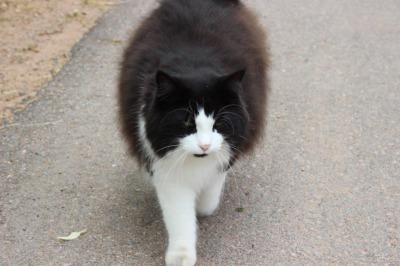 近所の猫たち_c0353373_03424867.jpg