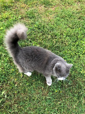 近所の猫たち_c0353373_03425989.jpg