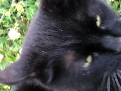 近所の猫たち_c0353373_03432372.jpg