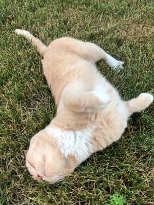 近所の猫たち_c0353373_03433142.jpg
