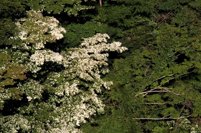 そ　の　後　の　山　法　師　　（6/23）_c0386474_21422066.jpg