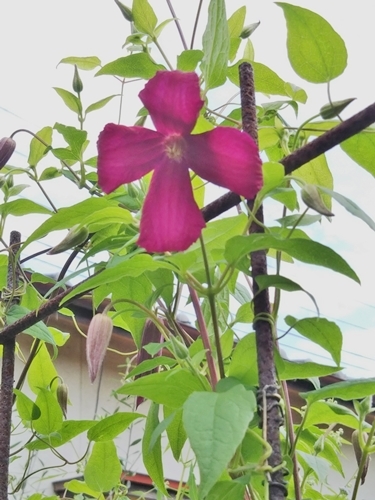 庭の様子~切戻し後のクレマチス開花♪ マダムジュリアコレポン~_f0366679_17130592.jpg