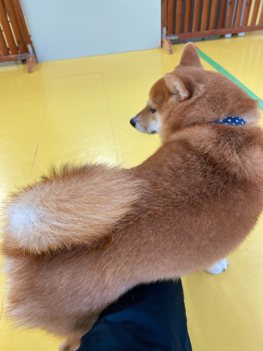 保育園ブログ🐶_f0357682_20180401.jpg