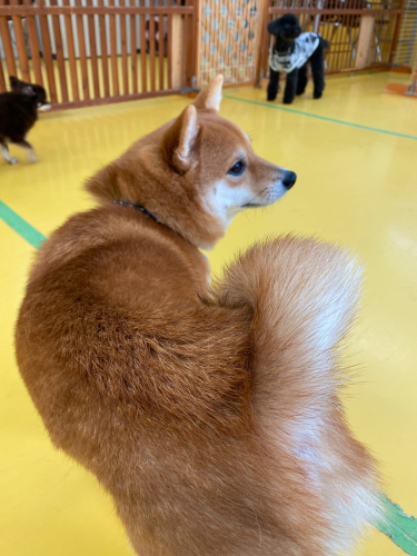 保育園ブログ🐶_f0357682_20403796.jpg