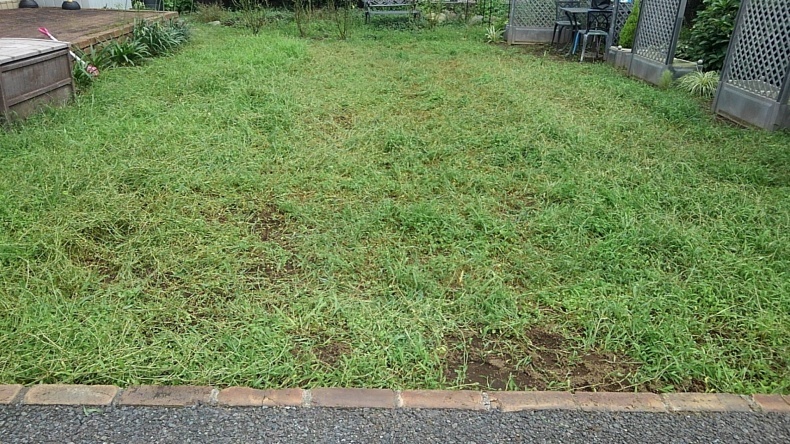 クラピアの草取り ウィズコロナのうちの庭の備忘録 Green S Garden