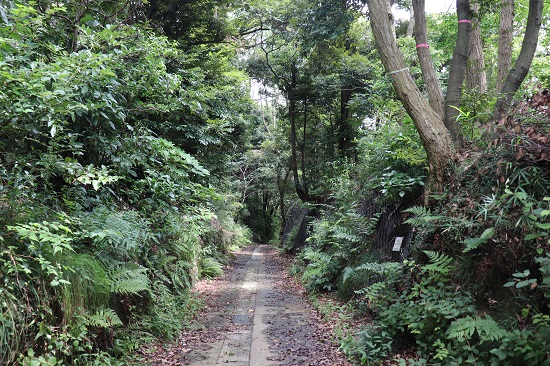 白山道奥~白山道奥公園~朝比奈北市民の森~鼻欠地蔵(2020.07.27)_e0245404_943018.jpg
