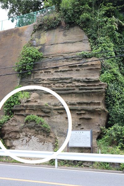 白山道奥~白山道奥公園~朝比奈北市民の森~鼻欠地蔵(2020.07.27)_e0245404_9433946.jpg