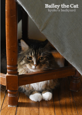 爪切りとブラシを見せたときの猫の反応_b0253205_10103317.jpg