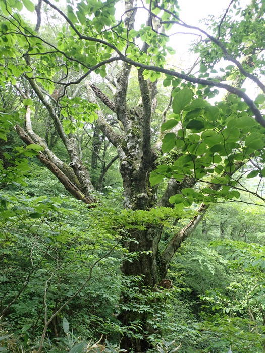 莇ケ岳~弟見山縦走_c0116915_14063027.jpg