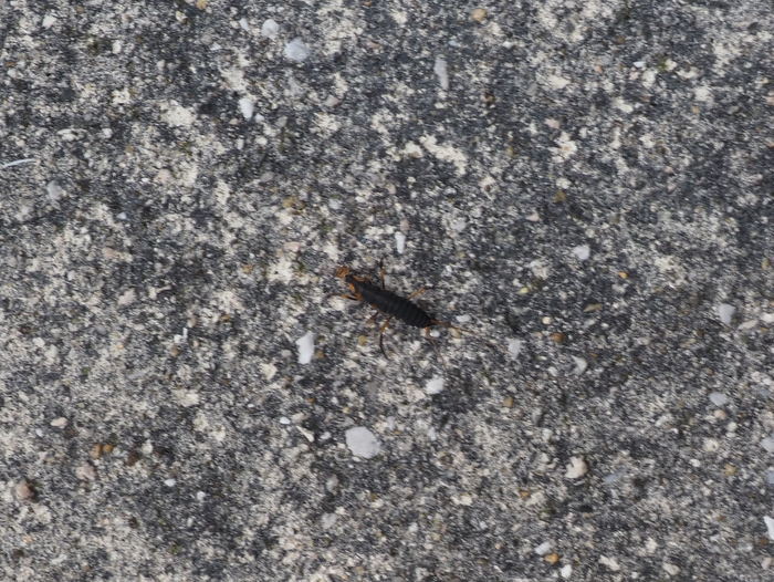 オオホソクビゴミムシ(ホソクビゴミムシ)の幼虫?_c0116915_23025588.jpg