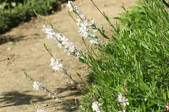 ガウラ 白蝶草 花もり暮らし ガウラ 白蝶草 花もり暮らし