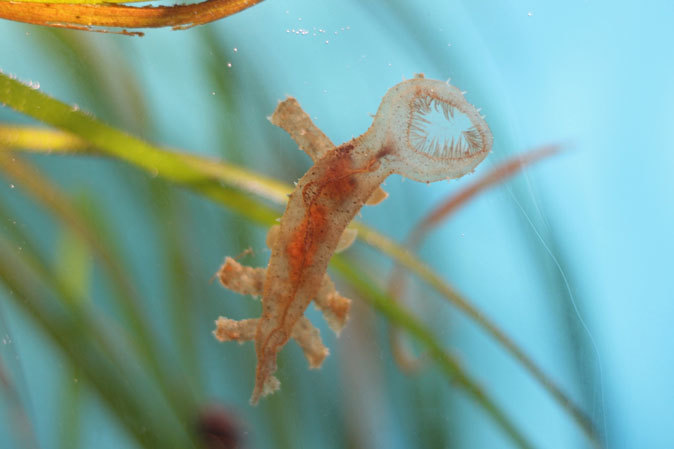 葛西の海~アマモ場の小さな生き物:謎生物すぎるムカデメリベとコシマガリモエビ(葛西臨海水族園)_b0355317_21325816.jpg