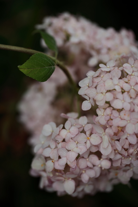 絹の花 Mpg 絹の花 Mpg