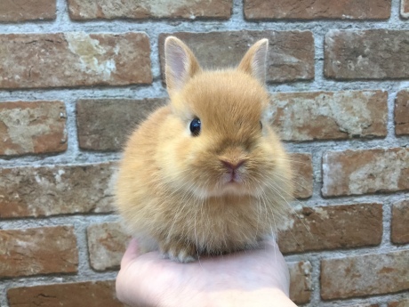 200802 うさぎ・ラット・インコ_f0189122_16144712.jpeg
