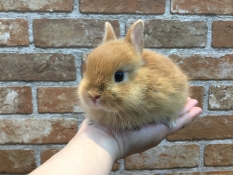 200802 うさぎ・ラット・インコ_f0189122_16145815.jpeg