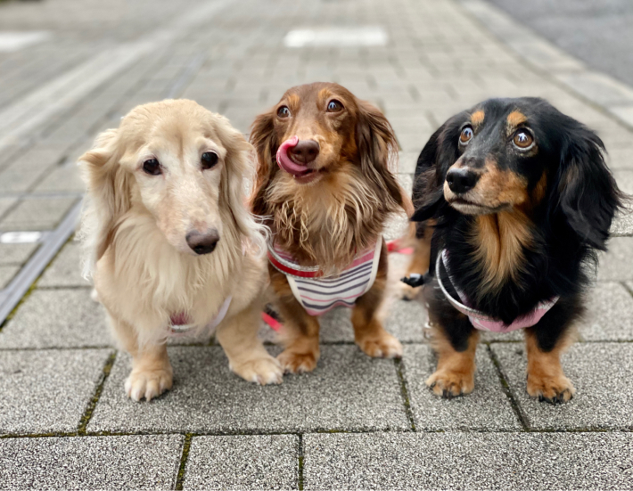 ２０年７月３１日 あくび移る 笑 旅行犬 さくら 桃子 あんず 日記