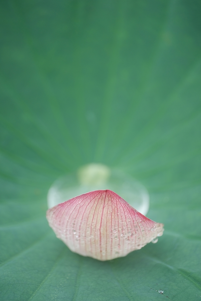 蓮のkatachi#5_f0050534_08572835.jpg