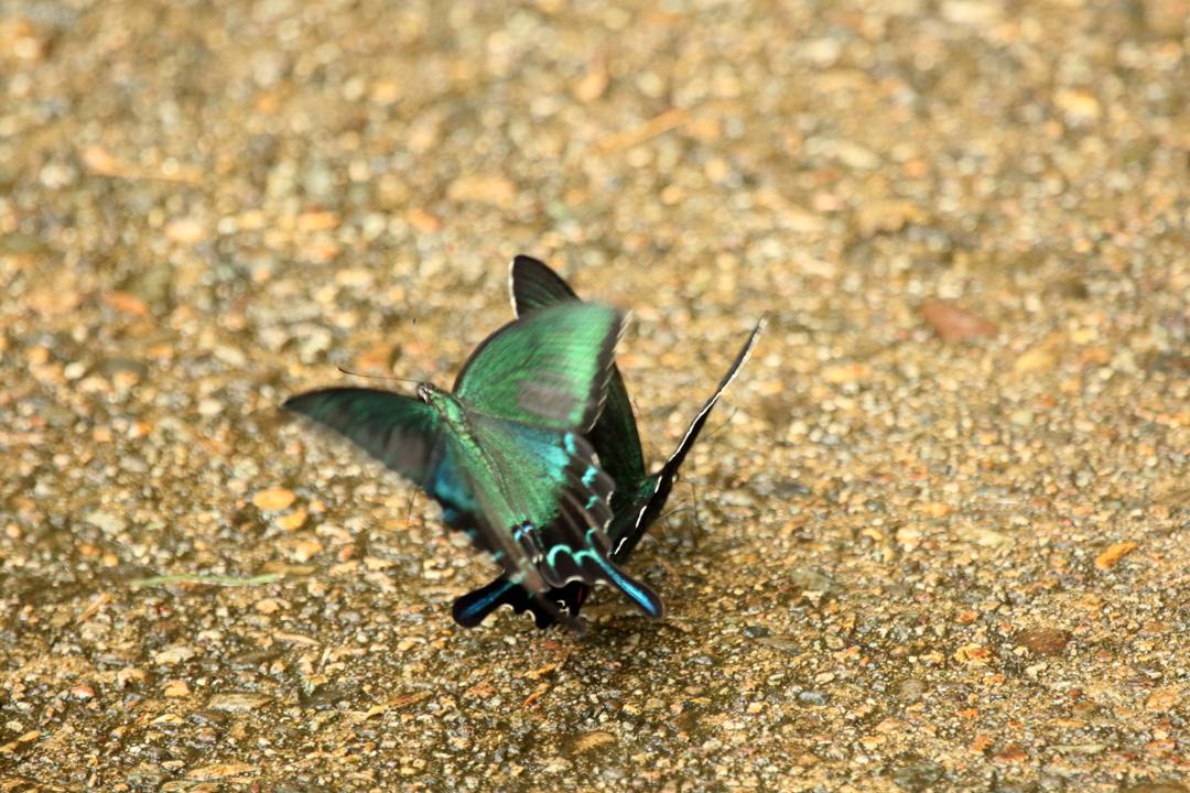 カラスアゲハ✖2_e0403850_21025203.jpg