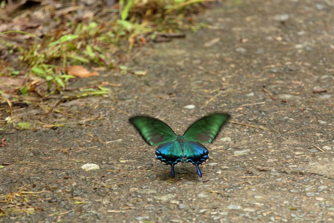 カラスアゲハ✖2_e0403850_21033088.jpg