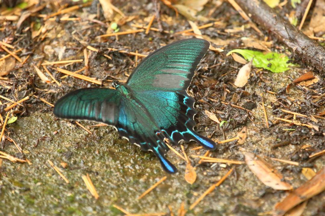 カラスアゲハ✖2_e0403850_21035652.jpg