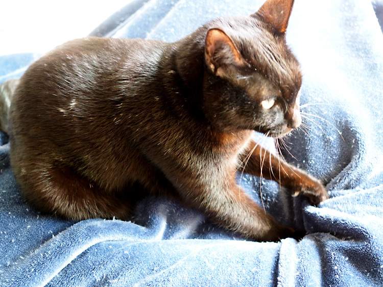10歳になりました】我が家の黒猫「ゆめ」 : SAMのLIFEキャンプブログ