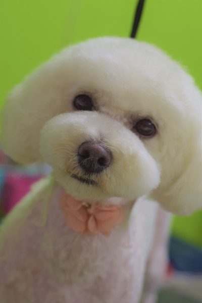ハナちゃんからのご紹介(^^♪_b0347262_09245261.jpg