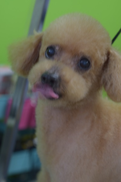 ハナちゃんからのご紹介(^^♪_b0347262_09250430.jpg