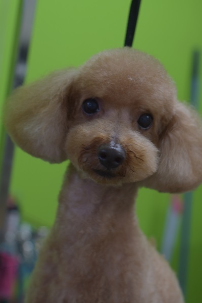 ハナちゃんからのご紹介(^^♪_b0347262_09251544.jpg