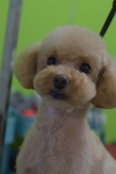 ハナちゃんからのご紹介(^^♪_b0347262_09252021.jpg