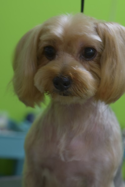 ハナちゃんからのご紹介(^^♪_b0347262_09253035.jpg