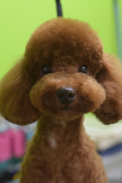 ハナちゃんからのご紹介(^^♪_b0347262_09254084.jpg