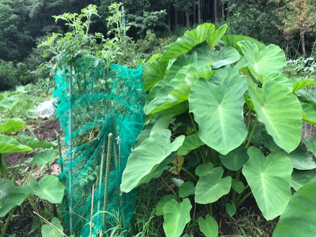 イチゴ栽培、親株と新芽の“二頭立て”で7・29_c0014967_06312461.jpg